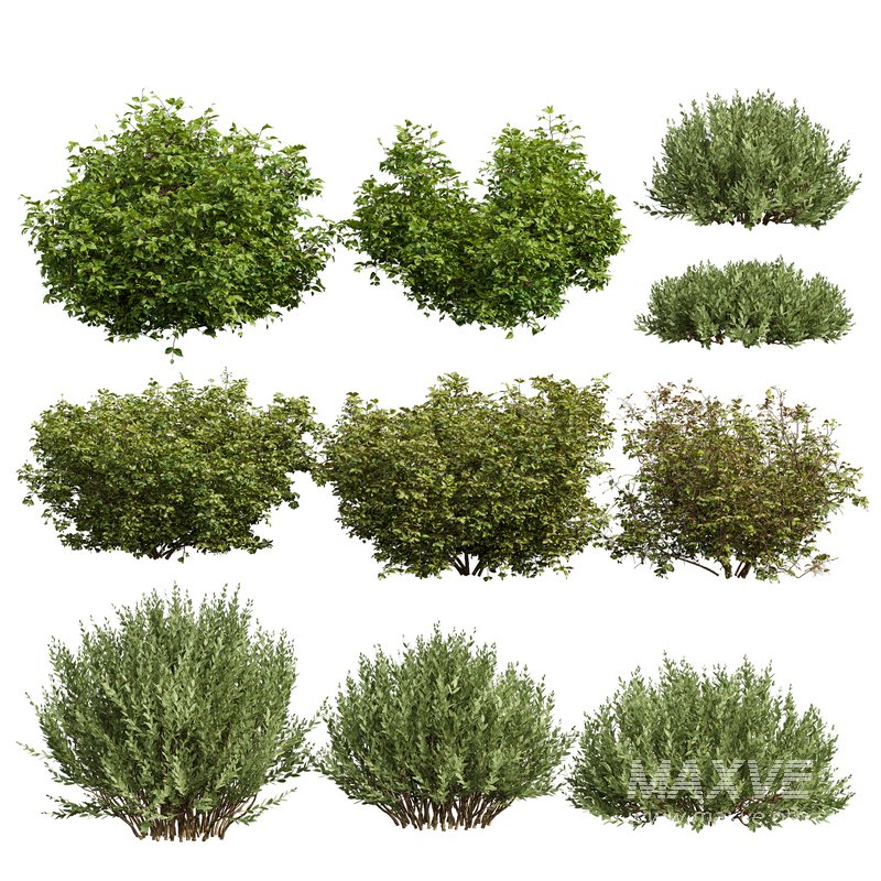 10 different bush - Image 1