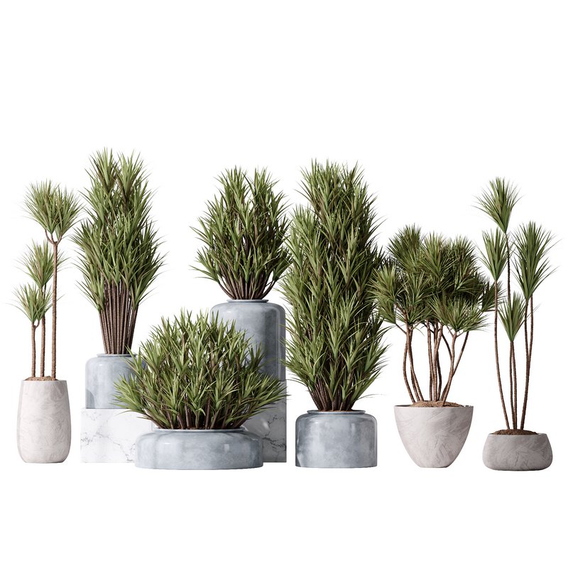 Yucca Elephantipes Gigantea Vase 06 - Image 1