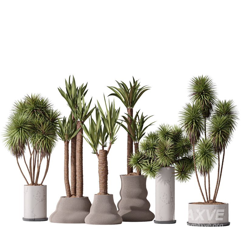 Yucca Elephantipes Gigantea Vase 07 - Image 1