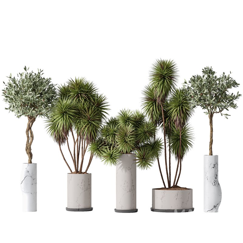 Yucca Elephantipes Gigantea and Mission Olive 04 - Image 1