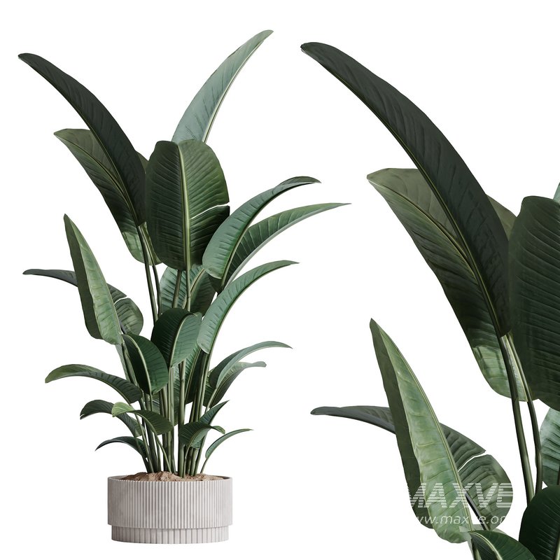 HQ Plants Bird Of ParadiseBird Vase - Image 1