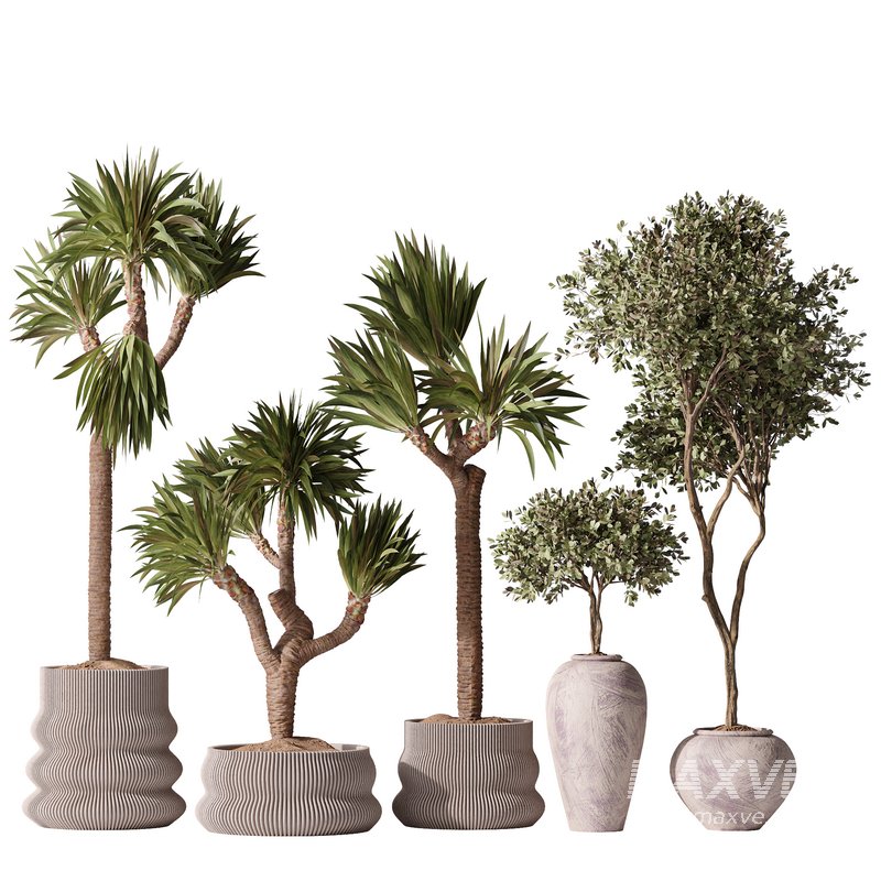 Yucca Elephantipes Gigantea and Mission Olive 05 - Image 2