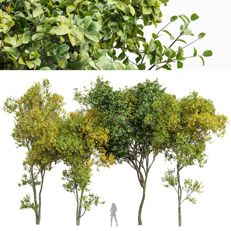 summer-fall trees - Image 1