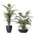 HQ Plants Areca Majesty Cat Reed Palm Set04 - Thumbnail 1