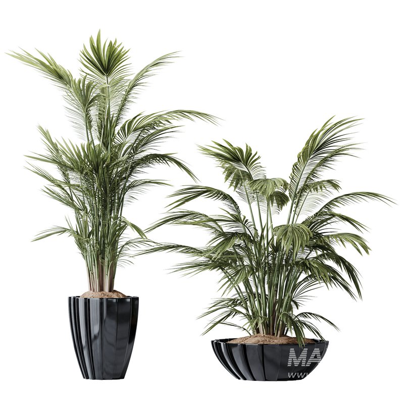 HQ Plants Areca Majesty Cat Reed Palm Set04 - Image 1