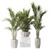 HQ Plants Areca Majesty Cat Reed Palm Set01 - Thumbnail 1
