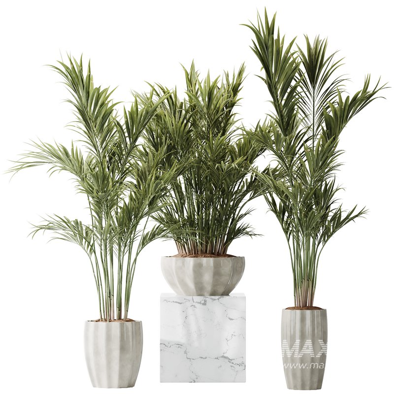 HQ Plants Areca Majesty Cat Reed Palm Set01 - Image 1