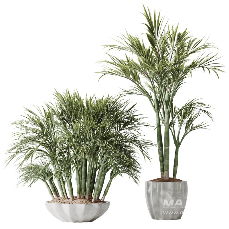 HQ Plants Areca Majesty Cat Reed Palm Set03 - Image 1