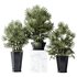 HQ Plants Rhapis Excelsa Lady Palm Hydro Care Set02 - Thumbnail 1