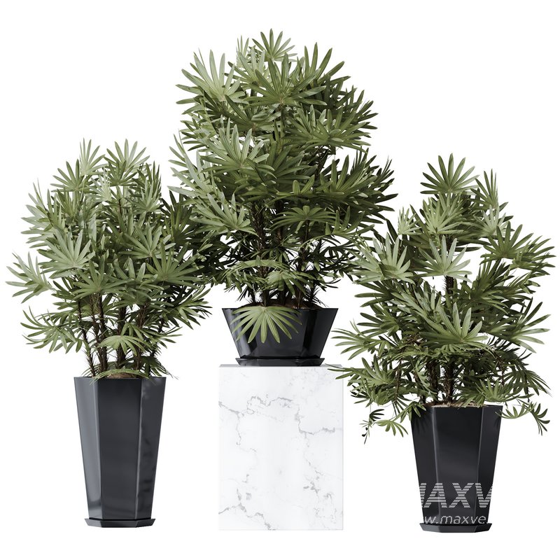 HQ Plants Rhapis Excelsa Lady Palm Hydro Care Set02 - Image 1