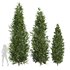 Carpinus Betulus 01 - Thumbnail 3