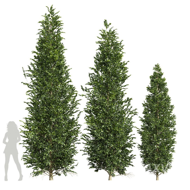 Carpinus Betulus 01 - Image 3