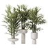 HQ Plants Rhapis Excelsa Lady Palm Hydro Care Set03 - Thumbnail 1