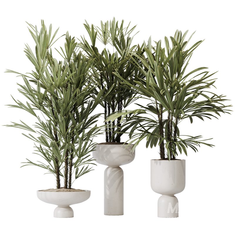 HQ Plants Rhapis Excelsa Lady Palm Hydro Care Set03 - Image 1