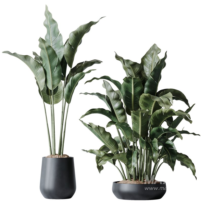 HQ Plants Bird Of ParadiseBird Vase Set03 - Image 2