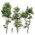 Carpinus Betulus and Hazel leave - Thumbnail 1
