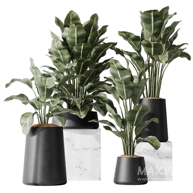 HQ Plants Bird Of ParadiseBird Vase Set05 - Image 2