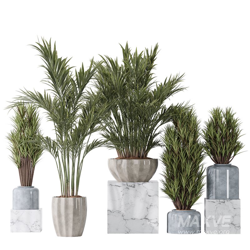 Areca Majesty and Yucca Elephantipes Vase 10 - Image 1