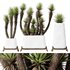 HQ Plants Yucca Elephantipes Valida Vase Set01 - Thumbnail 1