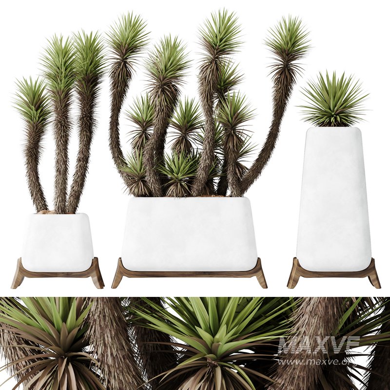 HQ Plants Yucca Elephantipes Valida Vase Set01 - Image 1