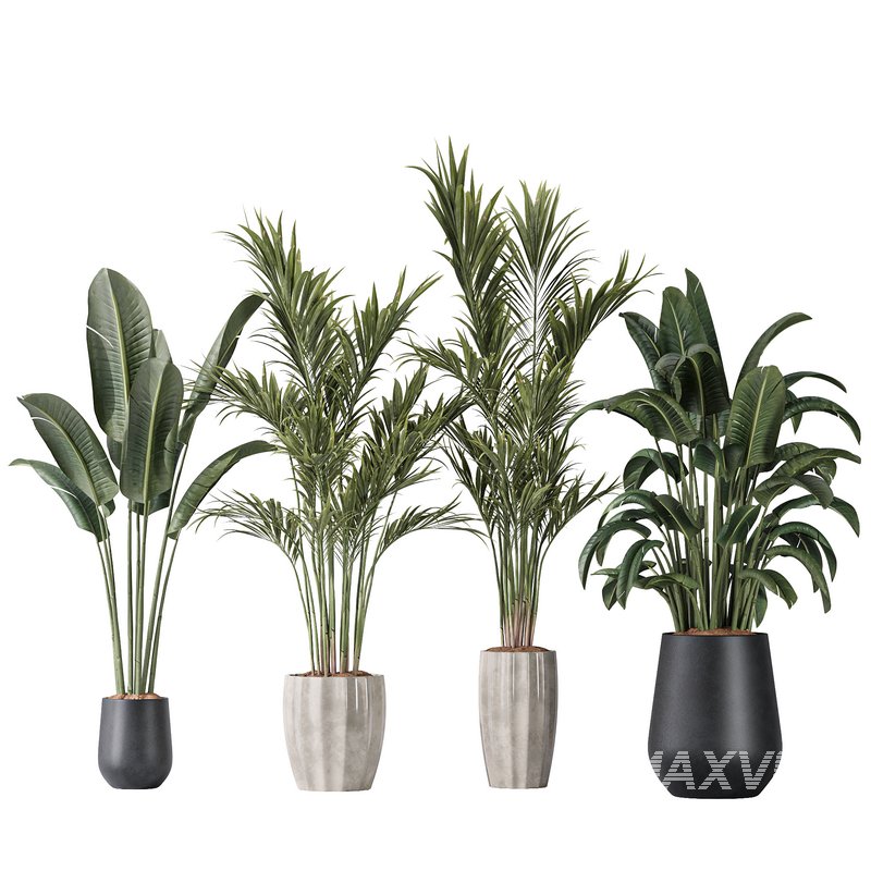 Bird Of ParadiseBird and Areca Majesty Vase 12 - Image 1