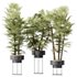 HQ Plants Rhapis Excelsa Lady Palm Hydro Care Set04 - Thumbnail 1