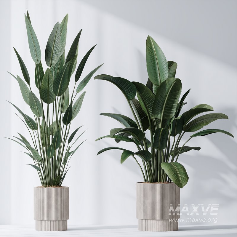 HQ Plants Bird Of ParadiseBird Vase Set01 - Image 3