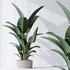 HQ Plants Bird Of ParadiseBird Vase - Thumbnail 2