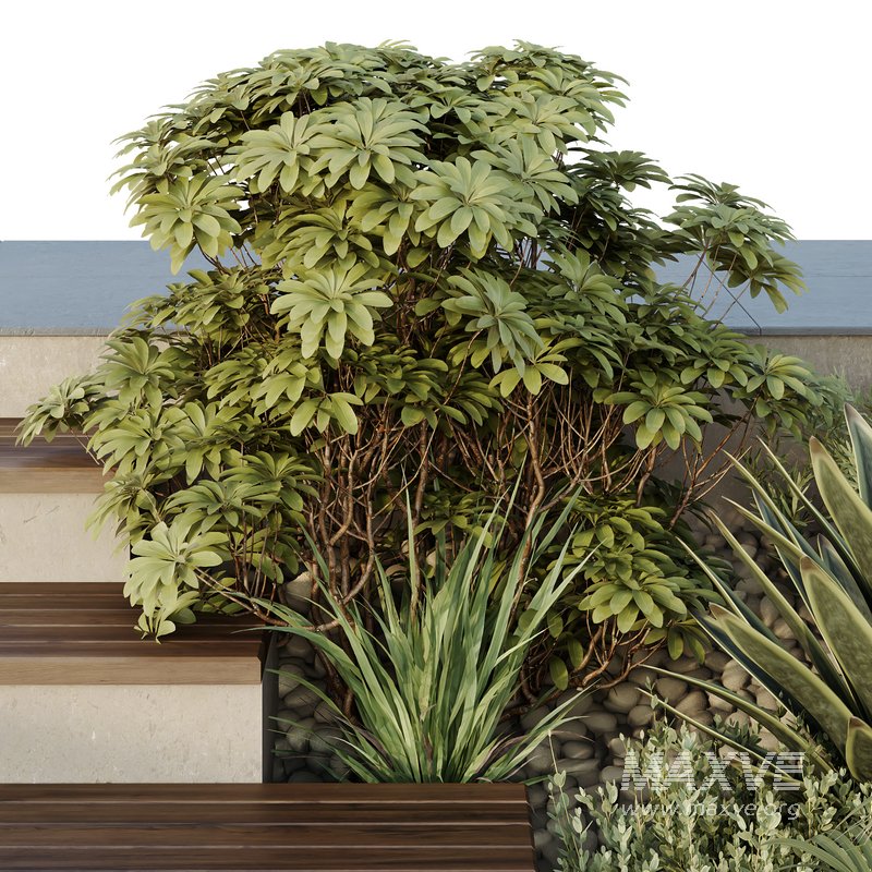 HQ Tree and bush garden box outdoor VOL 30 - Image 2
