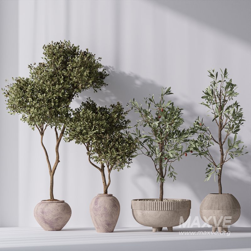 Mission Olive Tree Indoor Vase 06 - Image 2