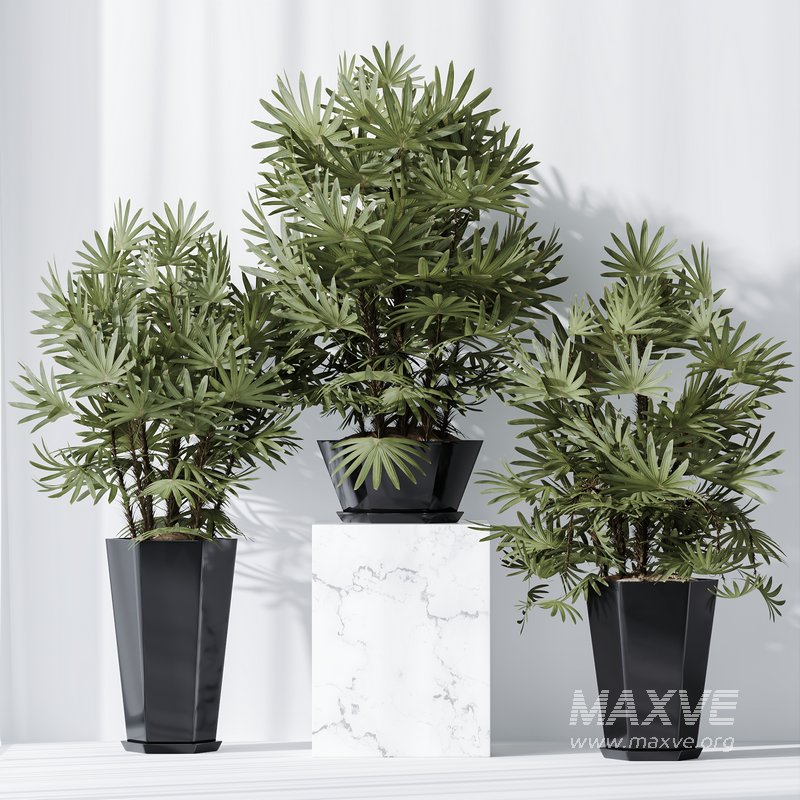 HQ Plants Rhapis Excelsa Lady Palm Hydro Care Set02 - Image 3