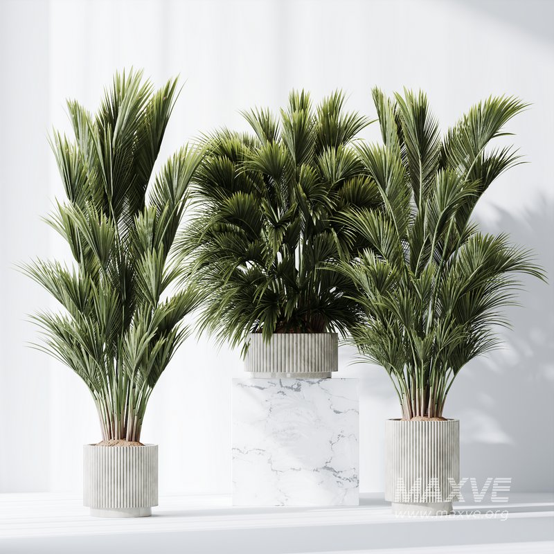 HQ Plants Areca Majesty Cat Reed Palm Set05 - Image 3