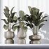 HQ Plants Calathea Lutea Cuban Cigar Set01 - Thumbnail 2