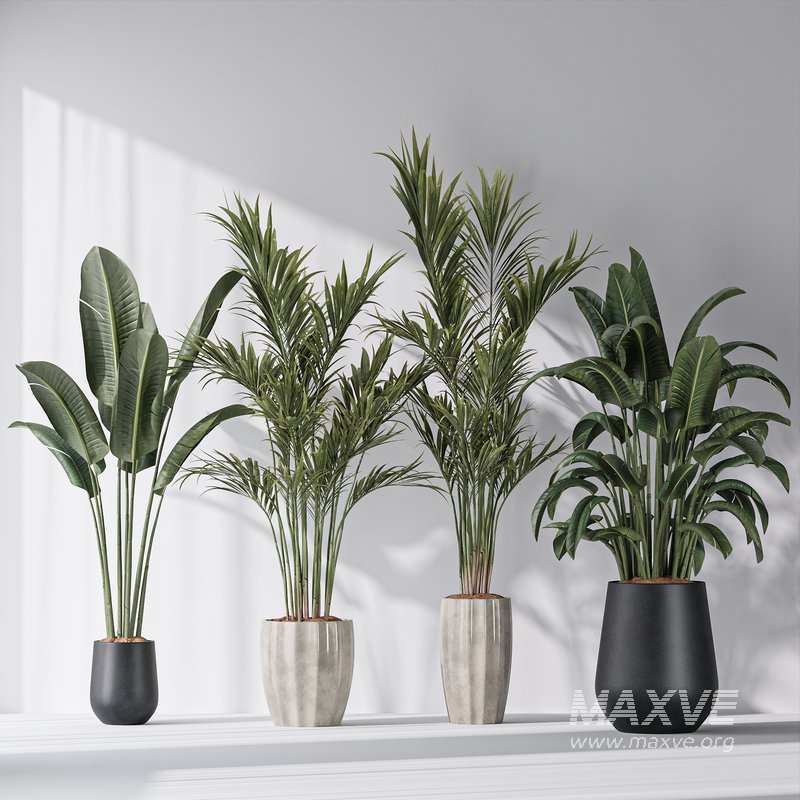 Bird Of ParadiseBird and Areca Majesty Vase 12 - Image 3