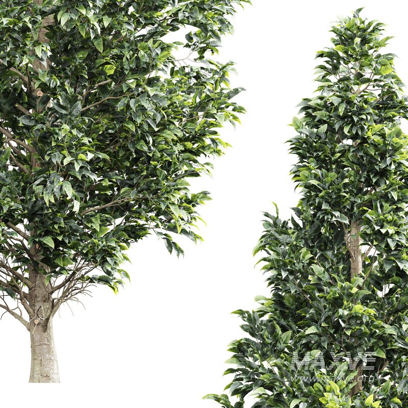 Carpinus Betulus 01 - Image 2