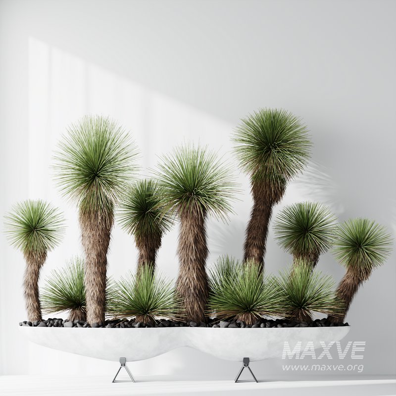 HQ Plants Yucca Elephantipes Queretaroensis Set01 - Image 2