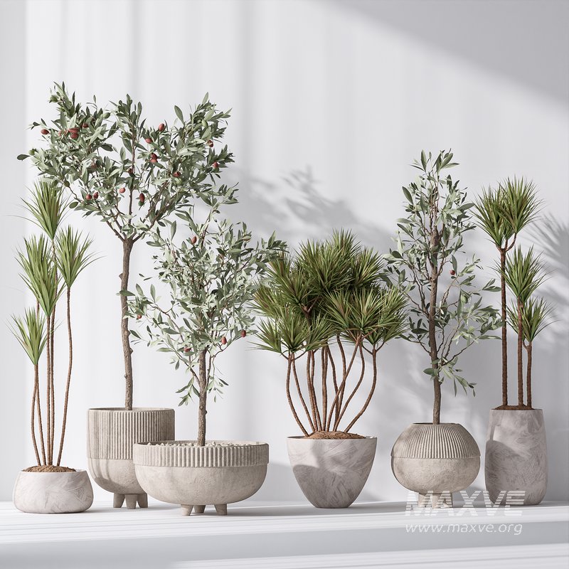 Yucca Elephantipes Gigantea and Mission Olive Tree Indoor Vase 03 - Image 3