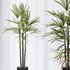 HQ Plants Rhapis Excelsa Lady Palm Hydro Care Set05 - Thumbnail 3