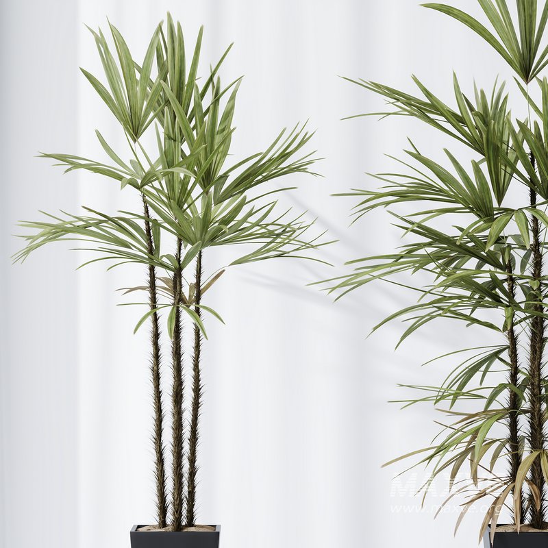 HQ Plants Rhapis Excelsa Lady Palm Hydro Care Set05 - Image 3