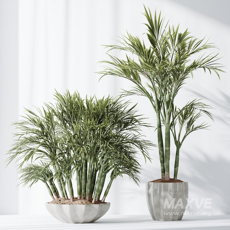 HQ Plants Areca Majesty Cat Reed Palm Set03 - Image 2