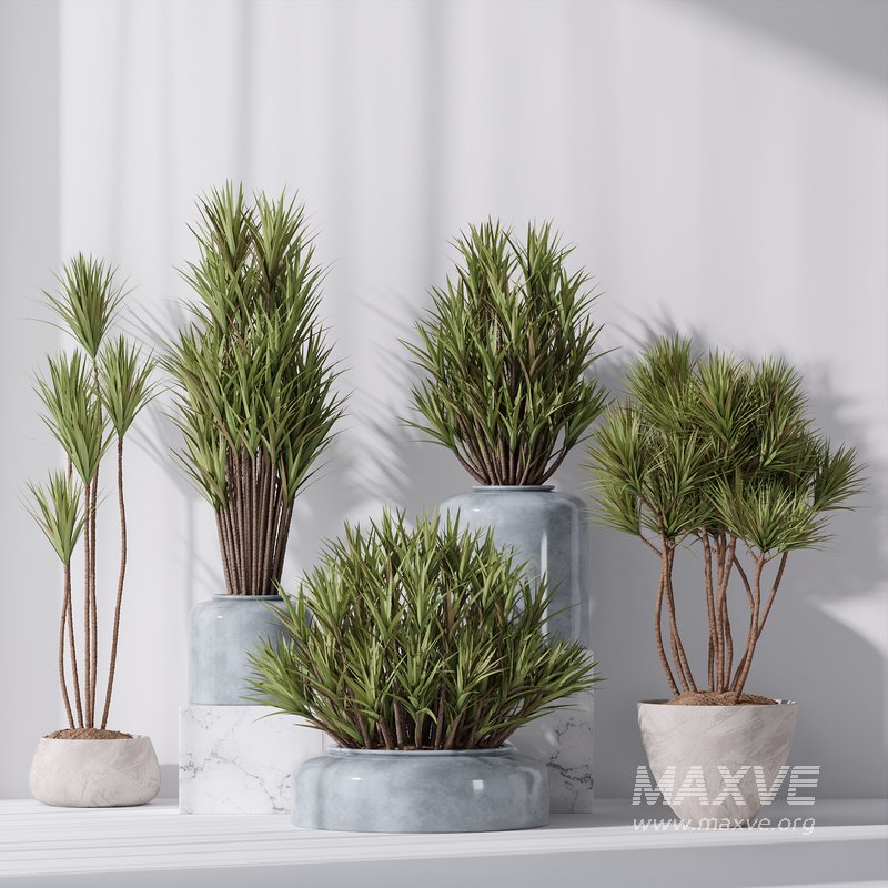 Yucca Elephantipes Gigantea Vase 007 - Image 3