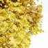 Acer Saccharinum Fall - Thumbnail 3