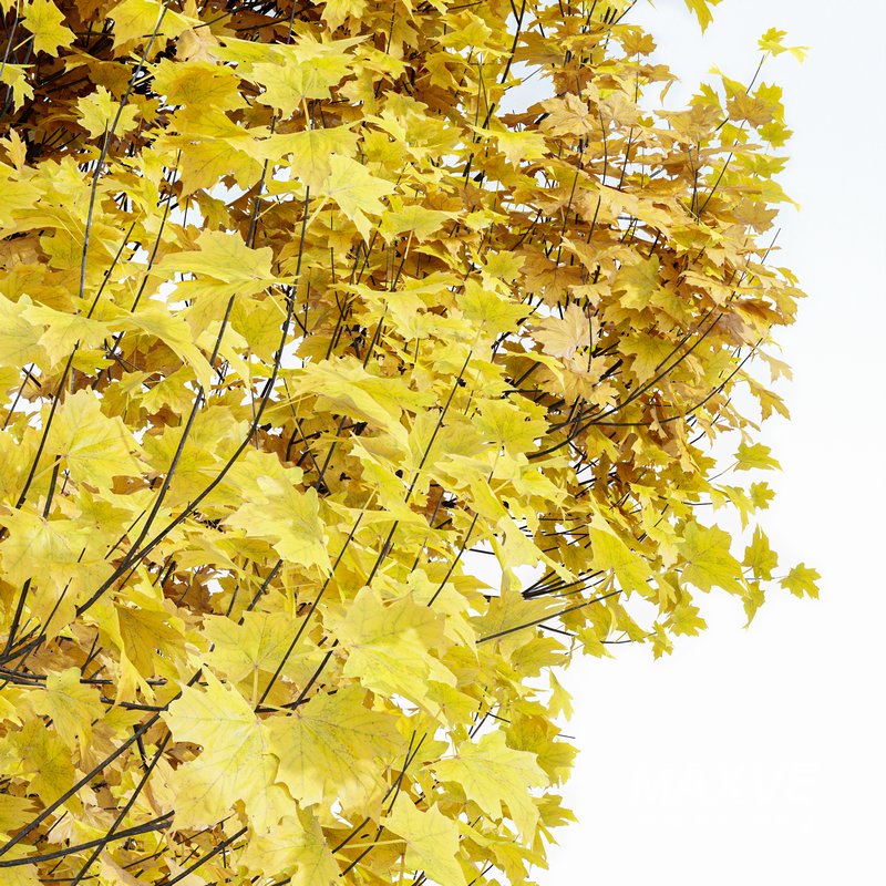 Acer Saccharinum Fall - Image 3