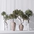 Mission Olive Tree Indoor Vase 02 - Thumbnail 4
