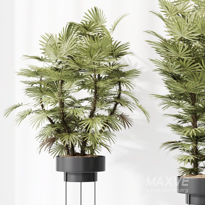 HQ Plants Rhapis Excelsa Lady Palm Hydro Care Set04 - Image 3