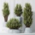HQ Plants Yucca Elephantipes Gigantea Vase Set05 - Thumbnail 2