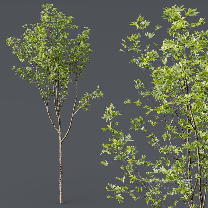 spring trees 03 - Image 2