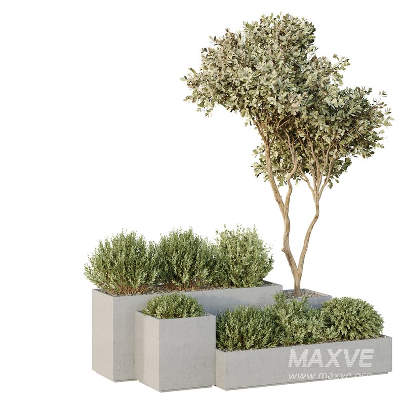 HQ Tree and bush garden box outdoor VOL 26 - Image 2