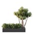 HQ Tree and bush garden box outdoor VOL 22 - Thumbnail 2