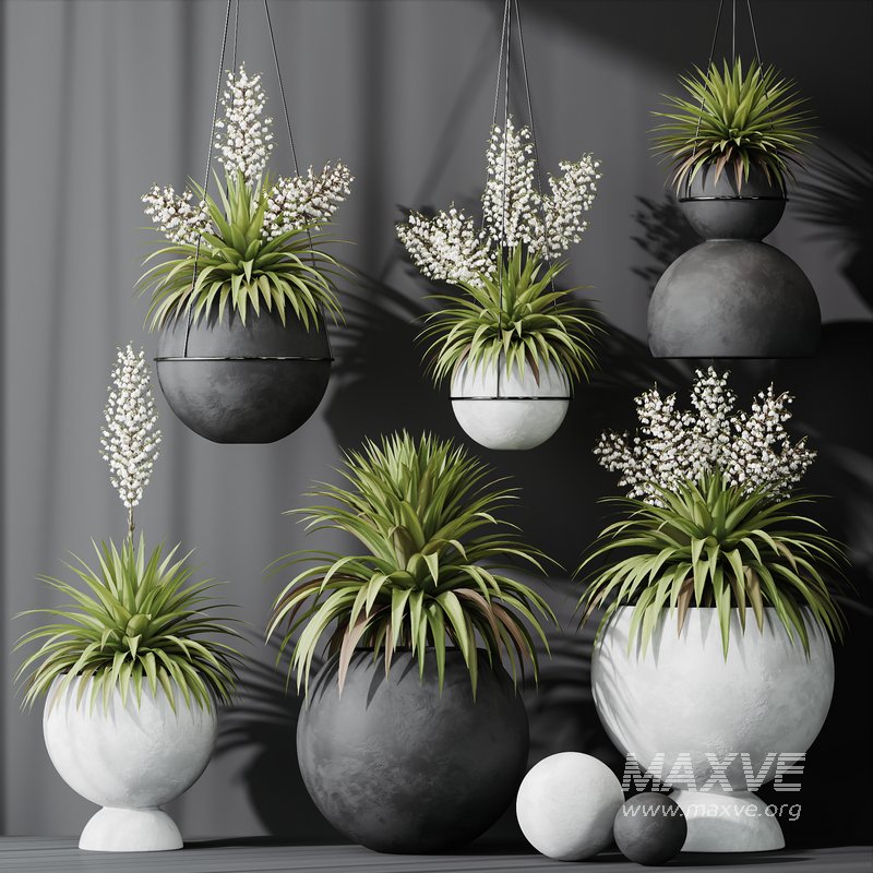 HQ Plants Yucca Elephantipes Rupicola Vase Set01 - Image 3